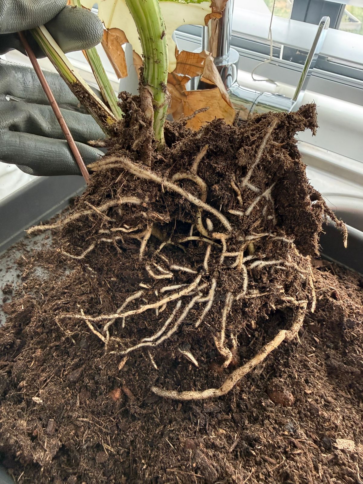 Roots before repot